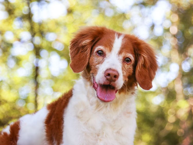 glücklicher braun-weißer Brittany Spaniel Hund, Säugetier, Wirbeltier, Hunderasse, Canidae, Fleischfresser, Begleithund, Sporting Group, glücklicher braun-weißer Brittany Spaniel vor Bäume