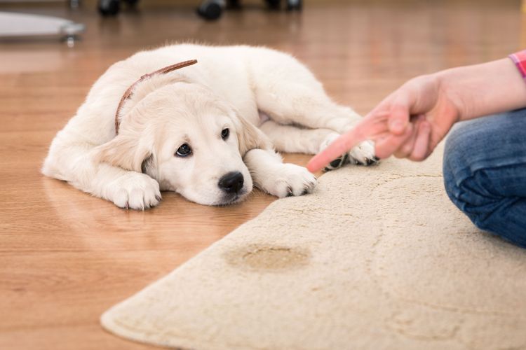 Hund stubenrein bekommen