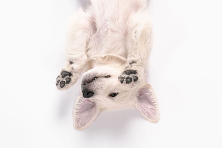 Golden retriever puppy on back Golden retriever puppy, calm dog