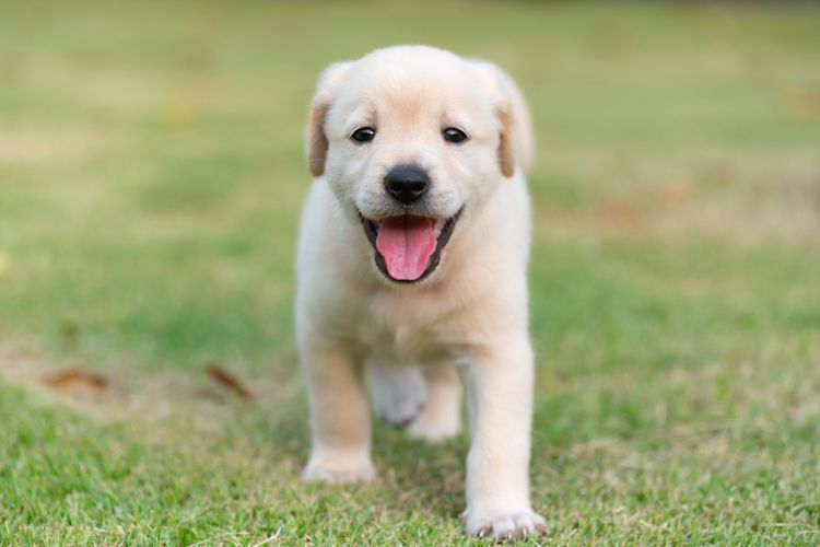 Golden retriever puppy laughs Epilepsy in the Golden Retriever