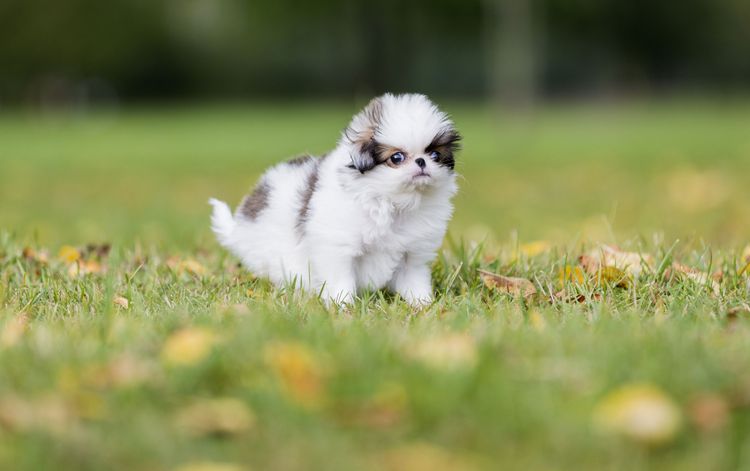 Säugetier, Wirbeltier, Canidae, Hund, Welpe, Rasse ähnlich Shih tzu, Gras, Begleithund, Japan Chin Welpe, kleiner weiß grauer Hund, Hund ähnlich Pomeranian