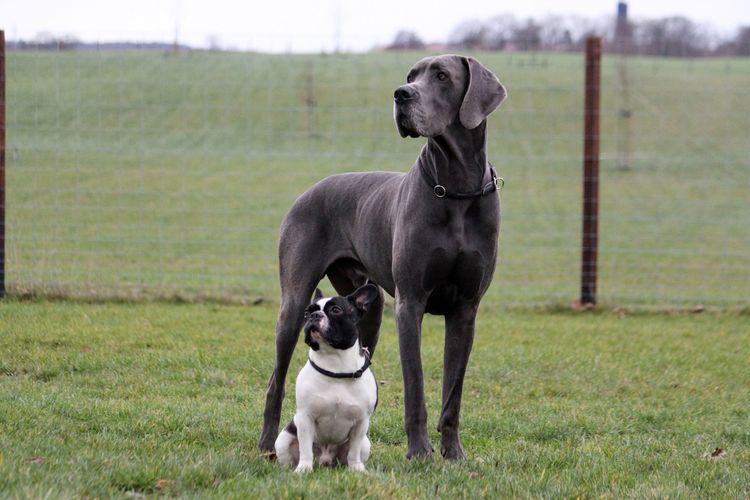 A szürke masztiff és a francia bulldog összehasonlítása, fekete-fehér francia bulldog, kutya, emlős, gerinces, kutyafajta, Canidae, ragadozó, dán dog, házőrző, munkakutya, nem sportoló csoport,