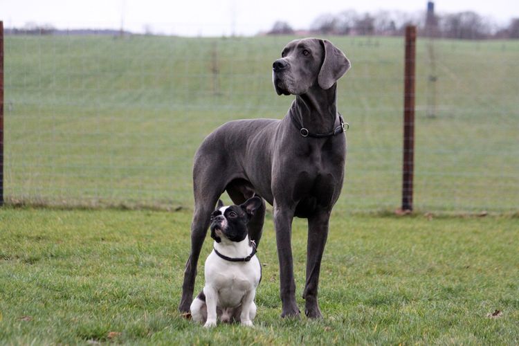 graue Dogge mit französischer Bulldogge Vergleich von grauer Dogge mit französischer Bulldogge, schwarz weiße Französische Bulldogge, Hund, Säugetier, Wirbeltier, Hunderasse, Canidae, Fleischfresser, Deutsche Dogge, Wachhund, Arbeitshund, Nicht-Sportgruppe,
