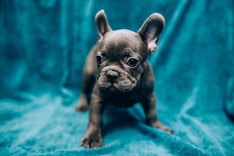 graue französische Bulldogge Welpe Anfängerhunderasse
