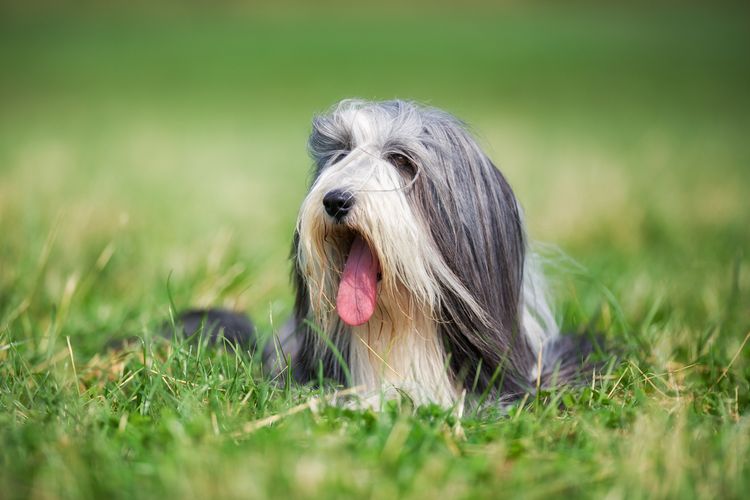 Collie illik a Szűz csillagjegyhez