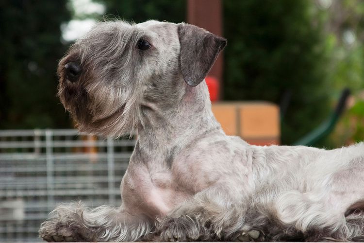 grauer Hund liegt draußen Hund, Säugetier, Wirbeltier, Hunderasse, Canidae, Fleischfresser, Terrier, Standardschnauzer, Schnauze, grauer Hund liegt draußen