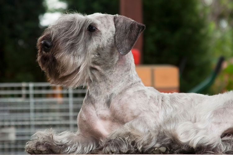 Hund, Säugetier, Wirbeltier, Hunderasse, Canidae, Fleischfresser, Terrier, Standardschnauzer, Schnauze, grauer Hund liegt draußen