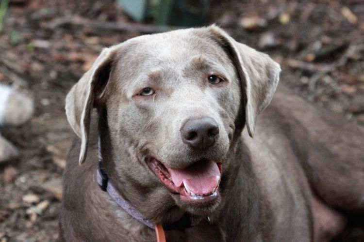 grauer Labrador Anfängerhund Labrador