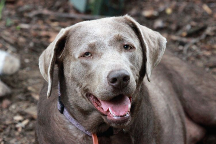 Silber Labrador