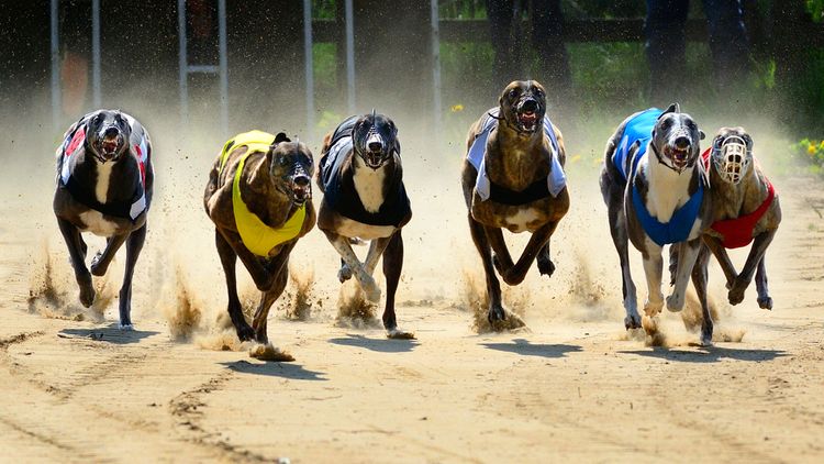 Greyhound Hunde rennen um die Wette, Hundewetten, Hunderennen, englische Hunderasse die sehr schlank ist, Windhund
