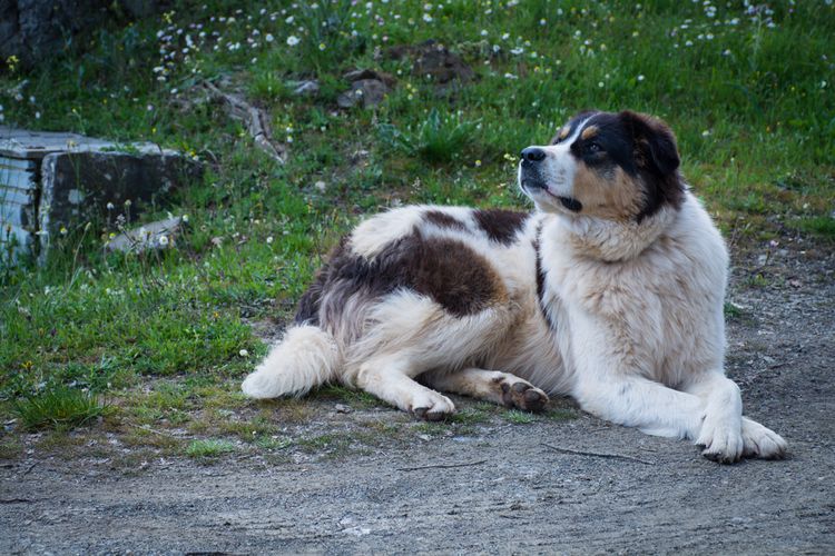 Ellenikós Poimenikós, griechischer Schäferhund, dreifärbige Hunderasse, große Hunderasse aus Griechenland