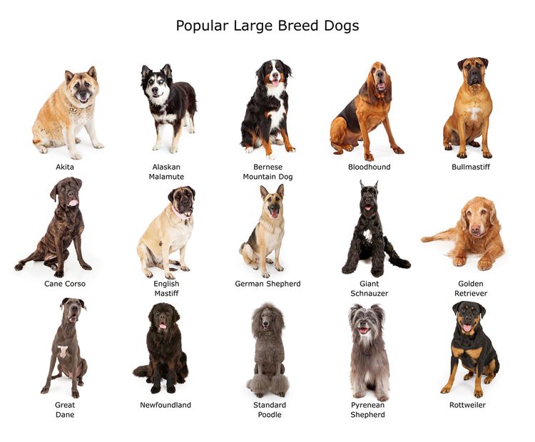 graphique des grandes races de chiens Chiot Mastiff des Pyrénées, Mastín del Pirineo, grand chien de race d'Espagne, chien de troupeau, chien de ferme, chien pour débutants, chien calme, chien de race géant, plus grand chien du monde, chien à poil long, chien gris blanc avec oreilles en triangle, grand chien de race, les plus grandes races de chiens du monde