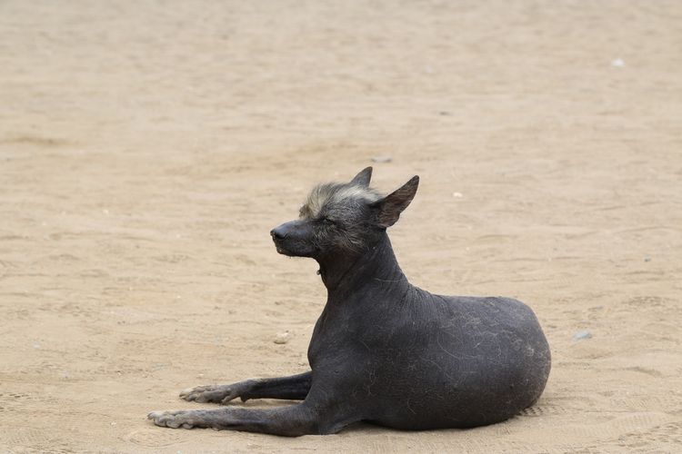 Hairless Khala Hund