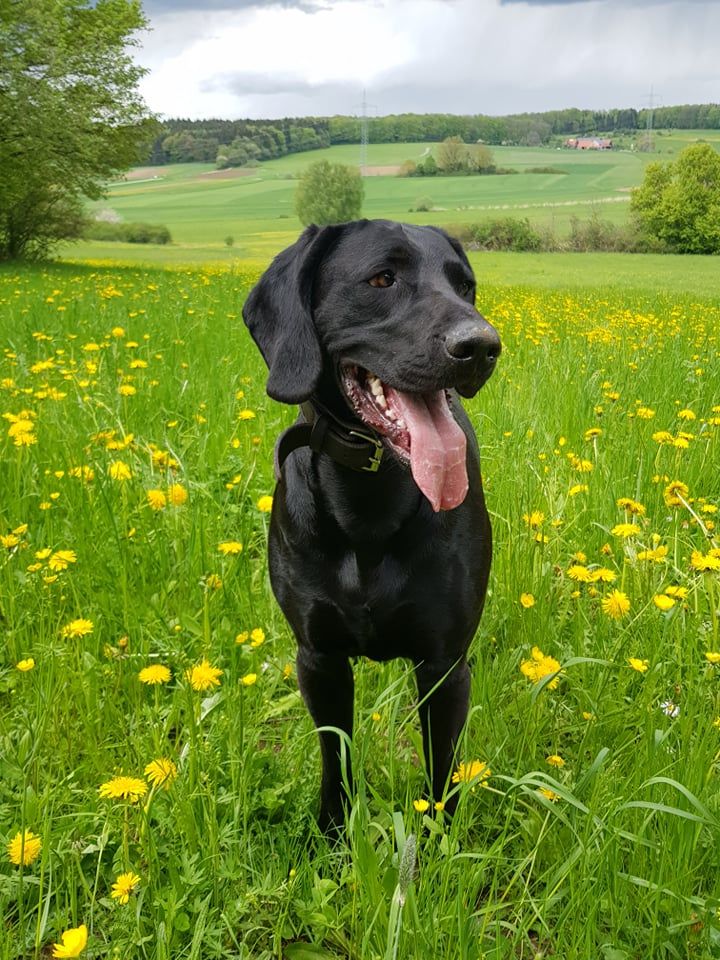 Pflanze, Hund, Blume, Grün, Wolke, Hunderasse, Himmel, Fleischfresser, Halsband, Baum,