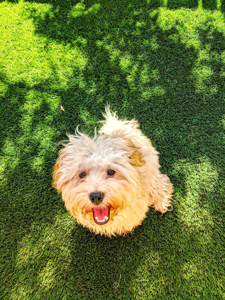 Havapoo lacht in die Kamera Havapoo mit weißen Fell und locken, Lockiger Hund der für Allergiker geeignet ist