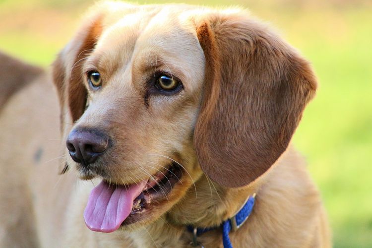 Dog, Mammal, Vertebrate, Dog Breed, Canidae, Carnivore, Muzzle, Companion Dog, Sporting Group, Panting Beagle with Blue Dog Collar