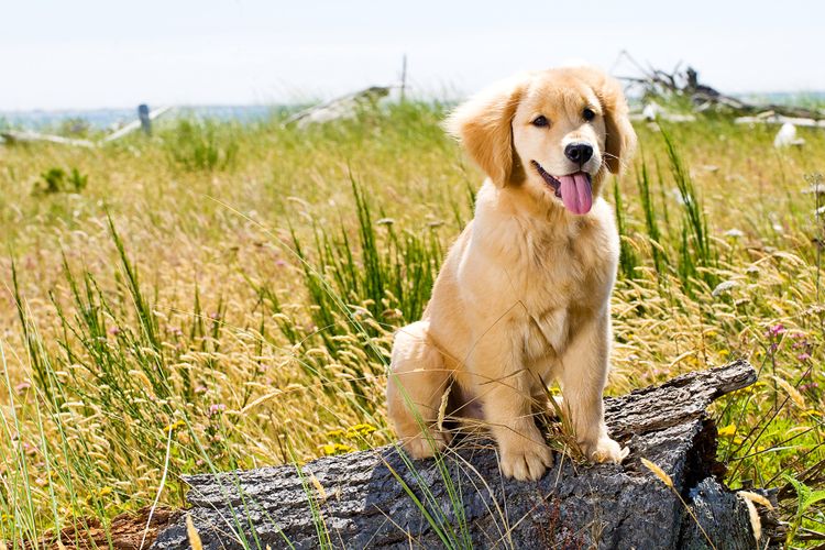light brown Golden Retriever puppy Dog, mammal, vertebrate, Canidae, dog breed, tan golden retriever puppy, retriever cub, carnivore, sporting group, grass,