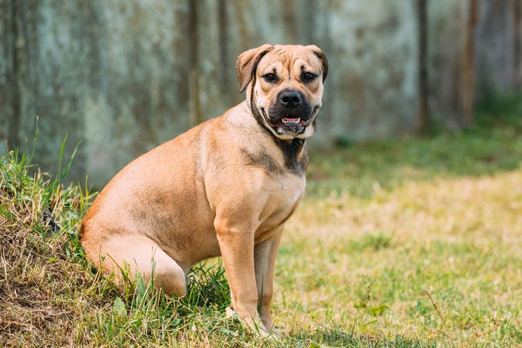 Hund, Säugetier, Wirbeltier, Hunderasse, Canidae, Fleischfresser, Gras, Schnauze, hellbrauner Perro de Presa Canario sitzt im Wald