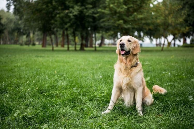 Heller Golden Retriever sitzend im Gras