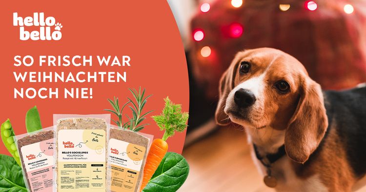 Hello bello Gewinnspiel Hund,Hunderasse,Fleischfresser,Natürliche Lebensmittel,Begleithund,Rehkitz,Hundebedarf,Spürhund,Schnauze,Rezept,
