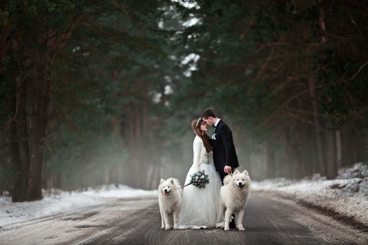 photography, dog, Canidae, dog breed, photography, sport group, carnivore, Samoyed, dress, winter, bride and groom with their two white dogs in winter, white dog with long coat