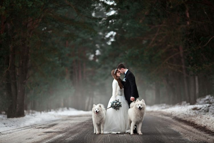 photographie, chien, Canidae, race de chien, photographie, groupe sportif, carnivore, Samoyède, robe, hiver, mariés avec leurs deux chiens blancs en hiver, chien blanc à poil long