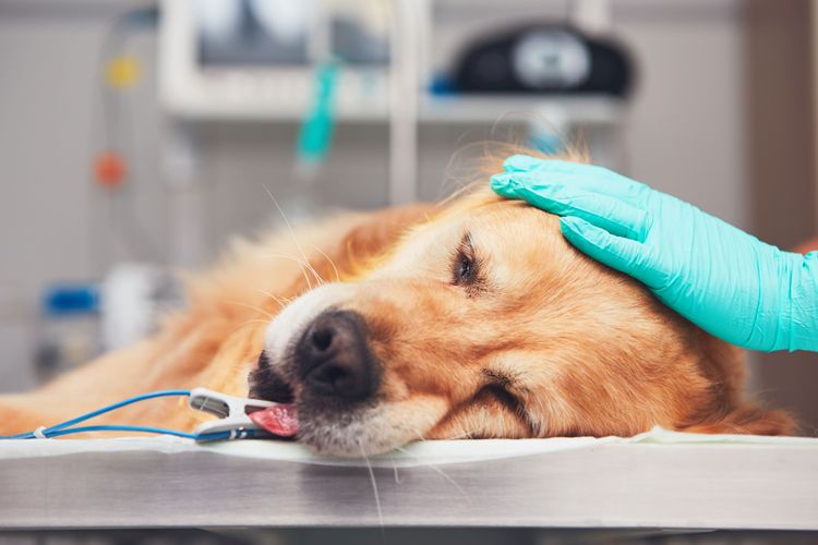 Hund, Canidae, Hunderasse, Nase, Schnauze, Golden Retriever liegt beim Tierarzt in Narkose für seine OP, Hundeoperation, Begleithund, Fleischfresser, Sporting Group, Retriever,