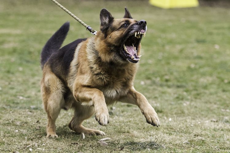 Hund, Säugetier, Wirbeltier, Hunderasse, Canidae, Altdeutscher Schäferhund, Deutscher Schäferhund, Fleischfresser, Kunming Wolfshund, Shiloh Schäferhund bellt und knurrt an der Leine, aggressiver Hund an der Leine