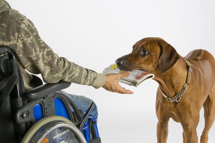 Chien, Canidae, race de chien, muselière, carnivore, groupe sportif, chien de chasse, Rhodesian Ridgeback apporte le journal pour Frauchchen, personne en fauteuil roulant avec un chien, dressage de chien de thérapie, apprendre le tour d'apporter le journal