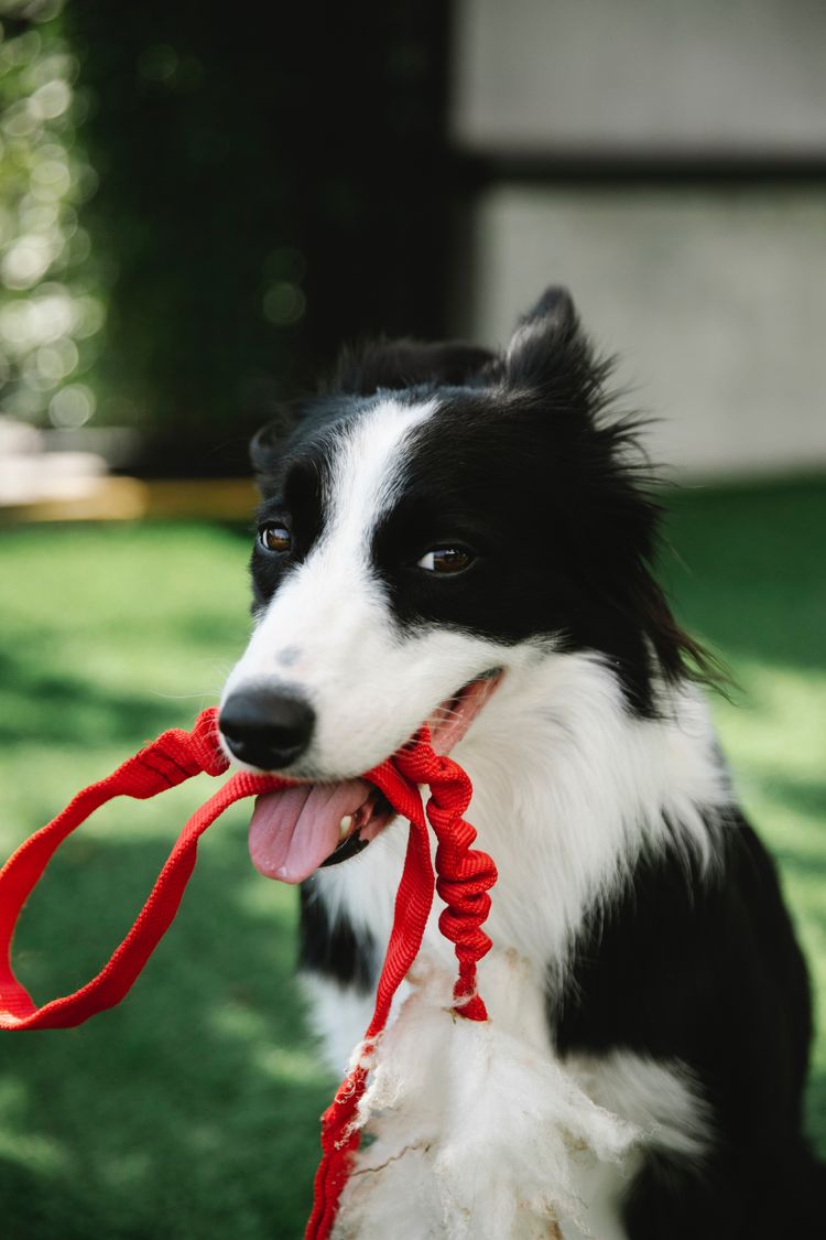 Hund,Pflanze,Hunderasse,Fleischfresser,Halsband,Säugetier,Begleithund,Gras,Schnauze,Hundehalsband,