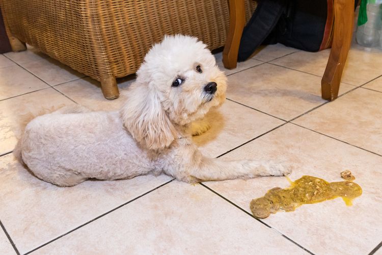 犬が自分の食べ物を吐き戻す、プードルのような小さな白い犬が自分の嘔吐物の隣に横たわる、嘔吐の理由、唾を吐く犬