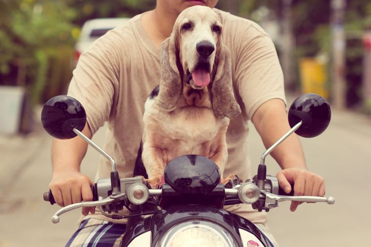 犬が飼い主と一緒にオートバイに乗る、犬がハンドルに座る、犬科、乗り物、マズル、バセットハウンド、スポーツグループ、肉食動物、犬種。