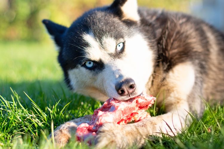 Ist Knochen kauen für Hunde gefährlich? Hühnerknochen für Hund, Hund kaut auf Fleisch