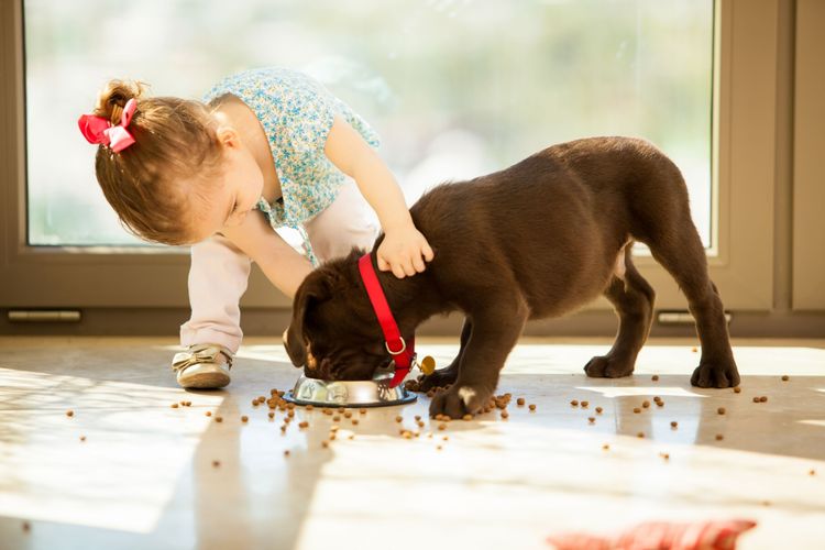 Ein kleiner brauner Hund frisst Trockenfutter aus einer Edelstahlschüssel mit rotem Halband, ein kleines Mädchen hält den Hund dabei am Hals fest, Futter liegt überall am Boden