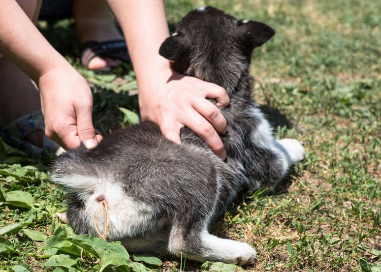 Aus dem Arsch des Hundes kommen Würmer, Hund hat Würmer im Kot, Wurmbefall beim Hund im Darm, Bandwürmer beim Hund, Gegemittel gegen Würmer beim Rüden, Welpe hat Würmer im Hintern