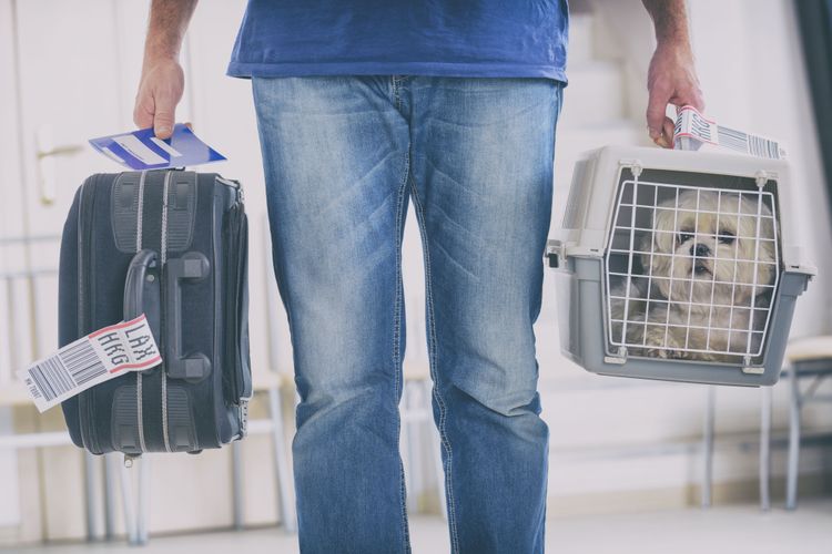 Besitzer geht mit Reisekoffer und Hundebox im Flughafen herum um mit Hund zu fliegen, kleiner weißer Hund, Hunderasse in Box, Transportbox für Hunde