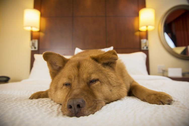 Should a dog be allowed to sleep in the bed?