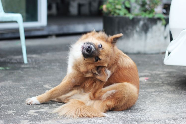 Atopie beim Hund Ursachen