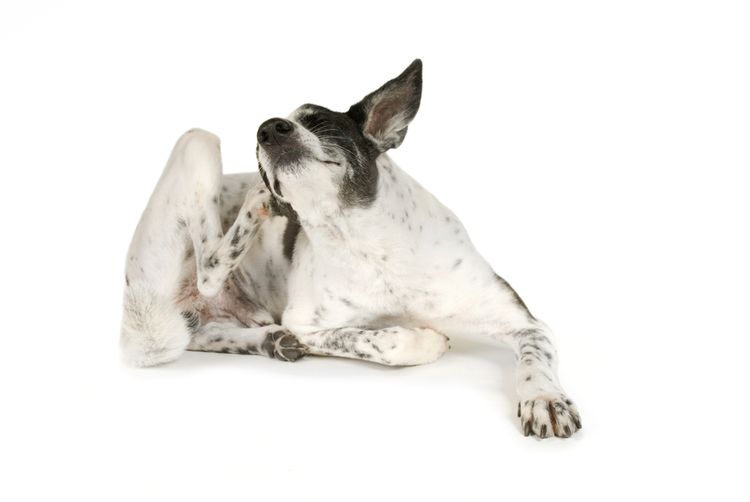 weißer Hund mit schwarzen Flecken kratzt sich im Liegen hinter dem Ohr, warum kratzen sich Hunde hinterm Ohr