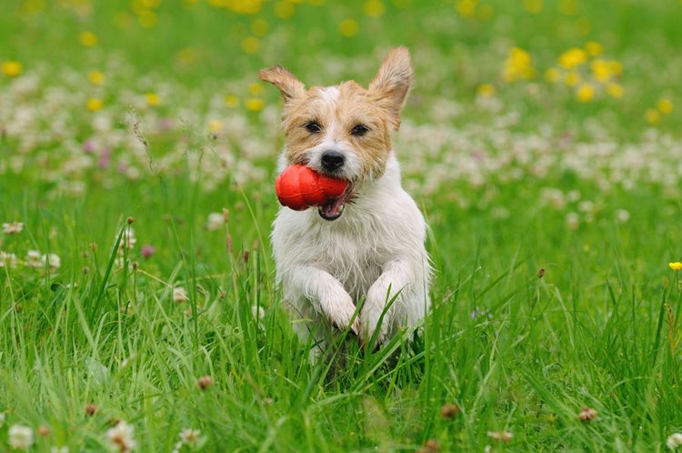 Kong im Maul eines Hundes, Hund läuft über Wiese, Kong füllen