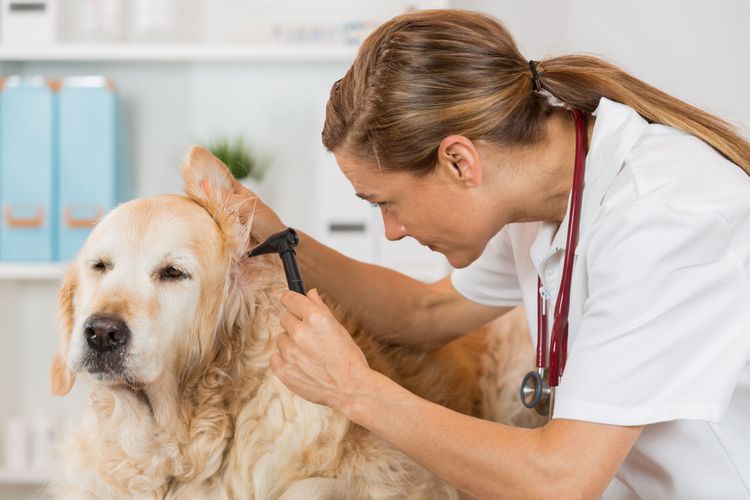 Kutya fülgyulladással az állatorvosnál, állatorvos vizsgálja a golden retriever fülét, nagy sárga kutya hosszú szőrrel, kutyák gyakori fülbetegségekkel