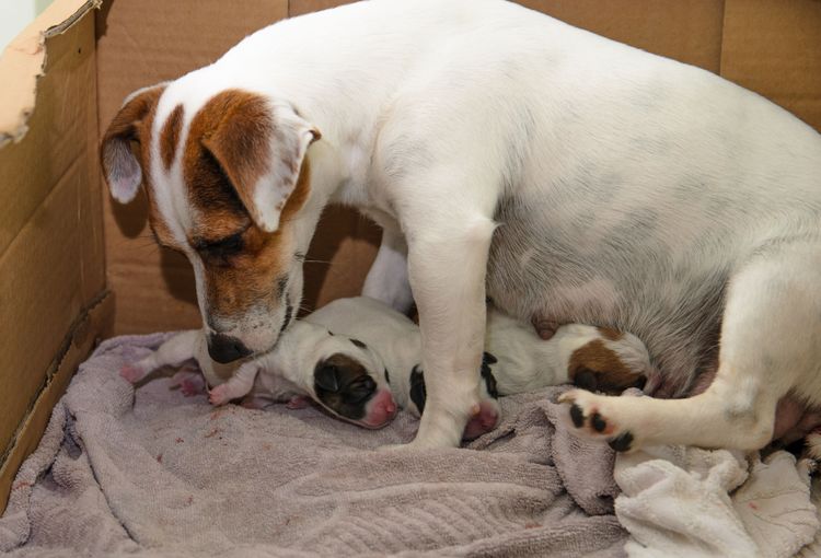 Hund, Säugetier, Wirbeltier, Canidae, Hunderasse, Fleischfresser, Jack Russell Terrier, Russell Terrier, Schnauze, Parson Russell Terrier, frischgeborene Welpen bei der Hunde Mutter, Säuglingswelpen, frisch geborene Hunde