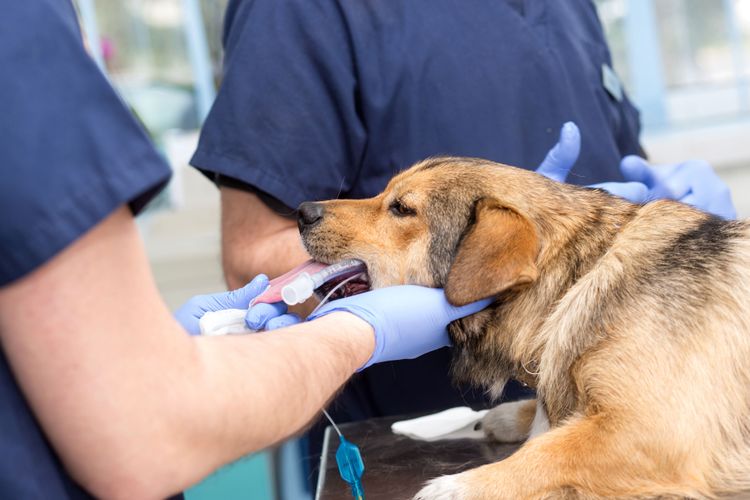 giftige Lebensmittel für den Hund