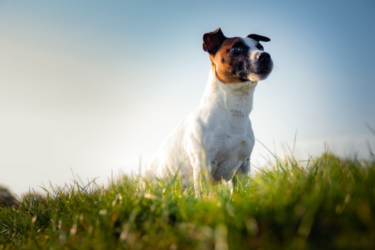 Himmel, Pflanze, Hund, Fleischfresser, Hunderasse, Glücklich, Menschen in der Natur, Gras, Schnurrhaare, Rehkitz,