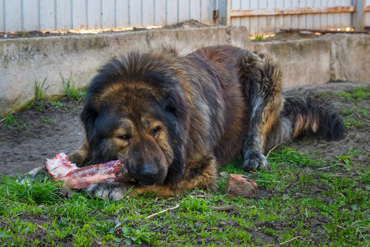 Hund frisst rohen Knochen, großer Hund liegt auf einer Wiese und kaut auf einem rohen Stück Fleisch mit Knochen