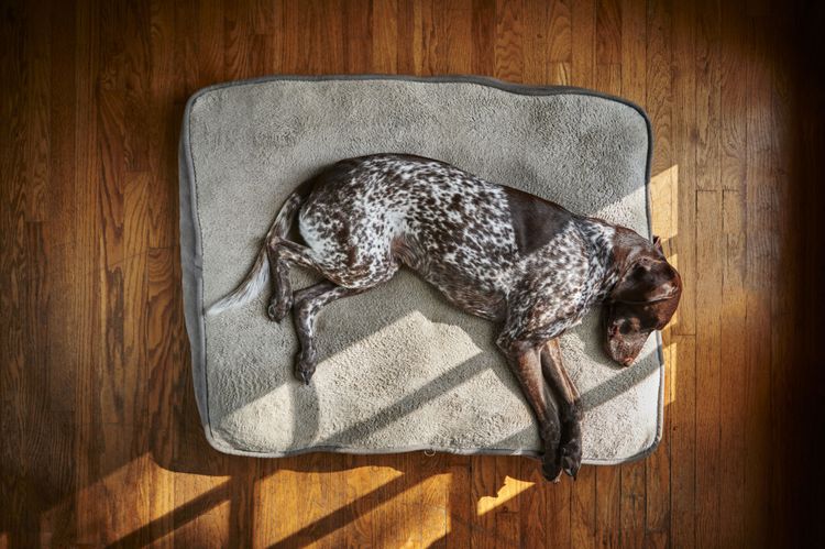 hund schläft auf seiner decke Hund entspannt zuhause lassen