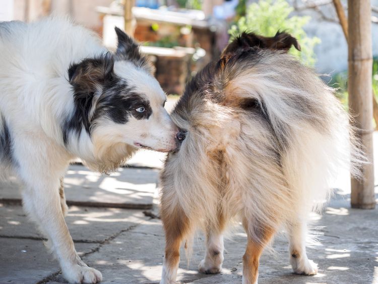 Säugetier, Wirbeltier, Hund, Canidae, Hunderasse, Shetland-Schäferhund, Fleischfresser, Collie ähnliche Rasse, Rough Collie, Scotch Collie, Hund schnüffelt am Arsch von anderen Hunden, Hunde begrüßen sich mit Hintern schnüffeln, Hund riecht am Hintern, großer weißer Hund mit langem Fell