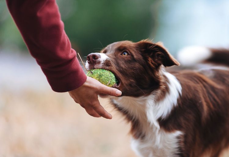 Deliver ball to master in hand, tennis ball and dogs, dog, vertebrate, dog breed, Canidae, mammal, Drentse patrijshond, carnivore, Sporting Group, Border Collie, companion dog,