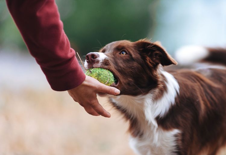 Dog should deliver ball Deliver ball to master in hand, tennis ball and dogs, dog, vertebrate, dog breed, Canidae, mammal, Drentse patrijshond, carnivore, Sporting Group, Border Collie, companion dog,