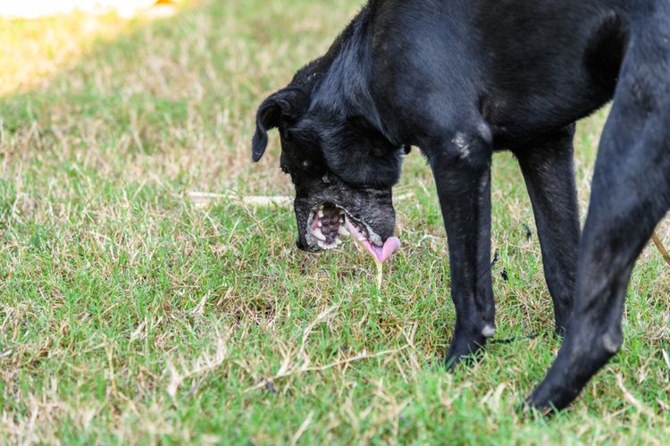dog vomits on a meadow, big black dog vomits grass, dog must spit, dog spitting